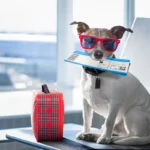 dog plane ticket