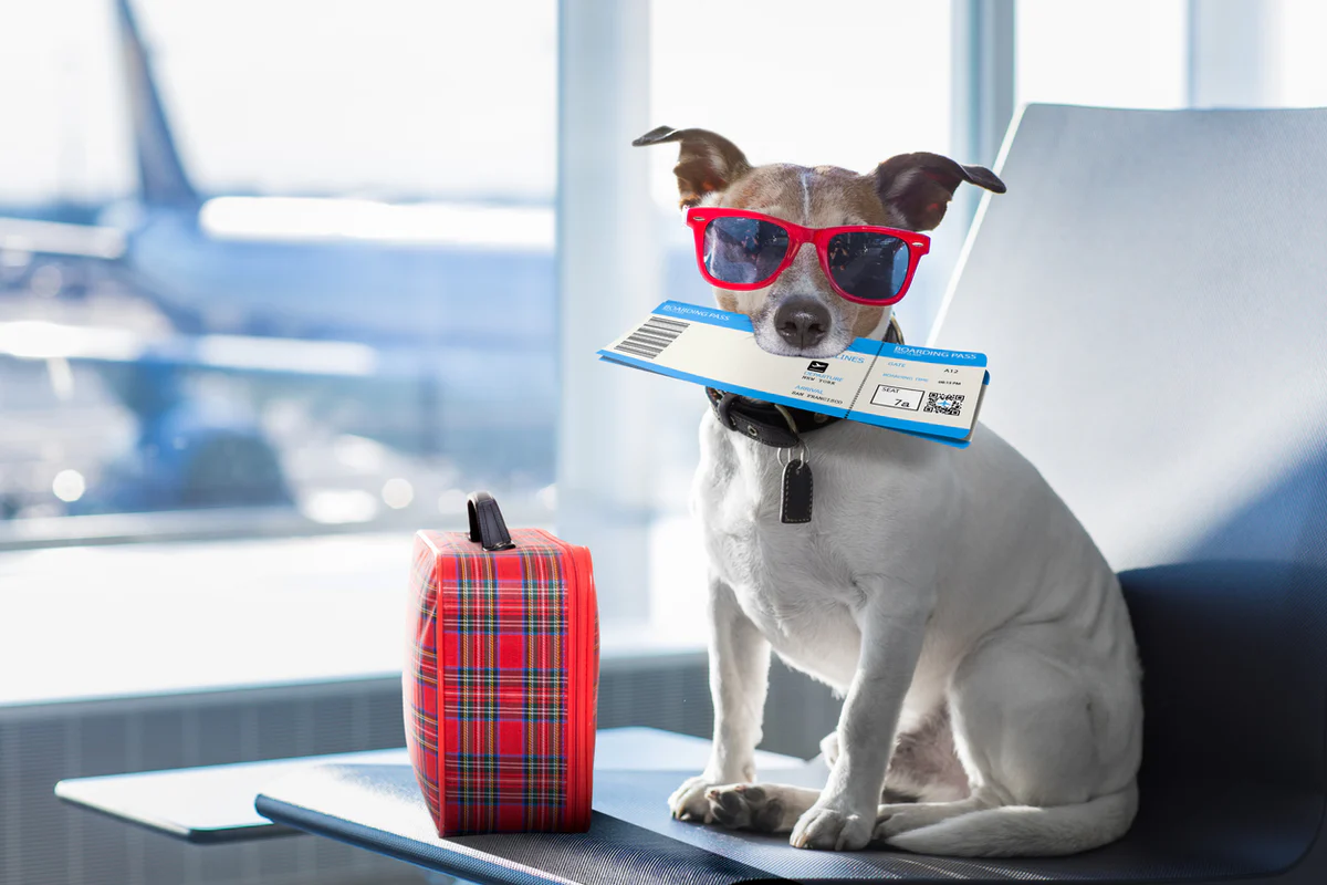 dog plane ticket