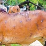 domestic animals diseases cow