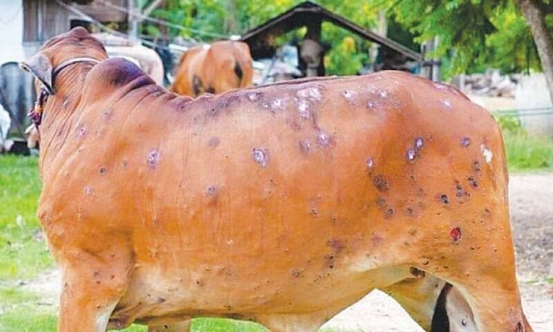 domestic animals diseases cow