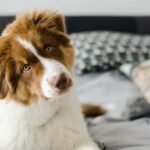 Curious puppy of australian shepherd sitting on bed