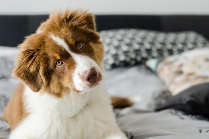 Curious puppy of australian shepherd sitting on bed