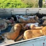 massacre chiens hsm spa (2)
