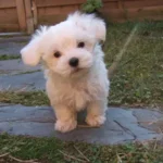 bichon maltais