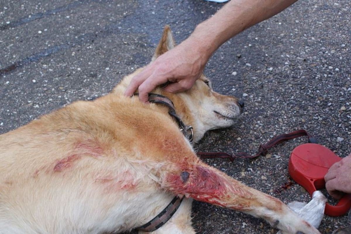 Helping a dog