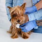 Professional veterinary doctor checking dog’s breathing at animal hospital